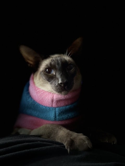 Free download cat siamese feline sweater clothes free picture to be edited with GIMP free online image editor