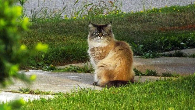 Free download Cat Siamese Way -  free photo or picture to be edited with GIMP online image editor