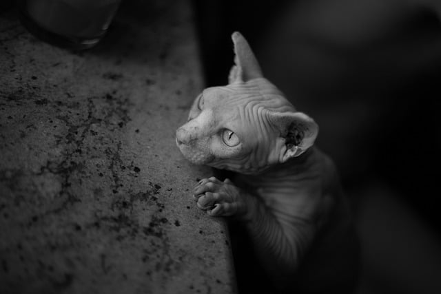 Free download cat sight table free picture to be edited with GIMP free online image editor