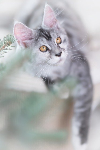 Free download cat silver grey maine coon kitten free picture to be edited with GIMP free online image editor