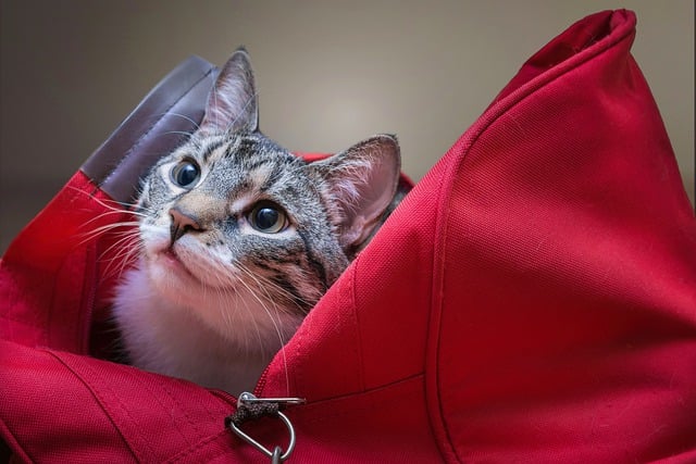 Free download cat sitting animal domestic animal free picture to be edited with GIMP free online image editor