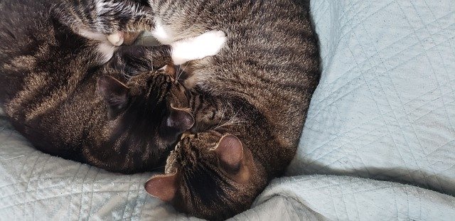 Unduh gratis Cats Kitty Cat Hug - foto atau gambar gratis untuk diedit dengan editor gambar online GIMP