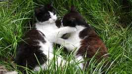 Ücretsiz indir Cats Lawn Animals Black And - OpenShot çevrimiçi video düzenleyiciyle düzenlenecek ücretsiz video