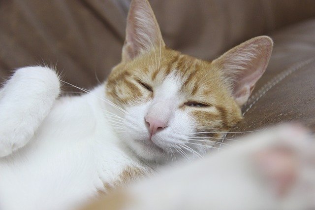 Unduh gratis Cat Sleep - foto atau gambar gratis untuk diedit dengan editor gambar online GIMP