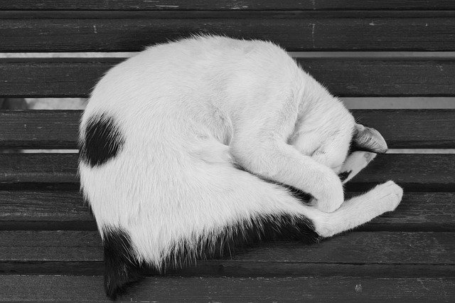 Free download Cat Sleep Animal -  free photo or picture to be edited with GIMP online image editor