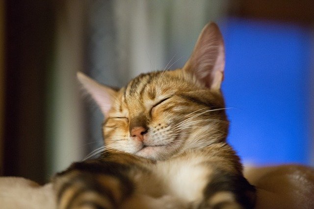 Muat turun percuma Cat Sleep Cute - foto atau gambar percuma percuma untuk diedit dengan editor imej dalam talian GIMP