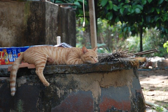 Free download Cat Sleep Hairy -  free photo or picture to be edited with GIMP online image editor