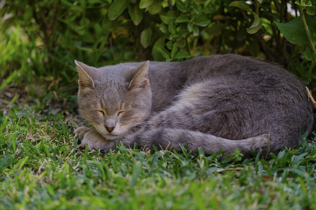 Free download cat sleeping cat backyard garden free picture to be edited with GIMP free online image editor