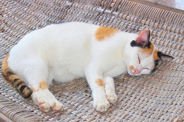 Muat turun percuma Cat Sleeping Lazy - foto atau gambar percuma untuk diedit dengan editor imej dalam talian GIMP