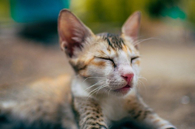 Free download Cat Sleeping Pet -  free photo or picture to be edited with GIMP online image editor