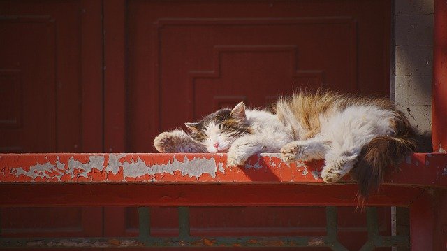 Free download Cat Sleeping Red -  free photo or picture to be edited with GIMP online image editor