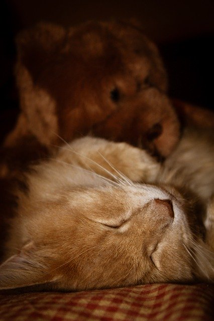 Free picture Cat Sleep Pet -  to be edited by GIMP free image editor by OffiDocs