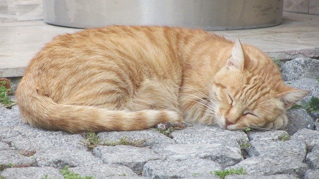 Descărcare gratuită Cat Sleep Red - fotografie sau imagine gratuită pentru a fi editată cu editorul de imagini online GIMP