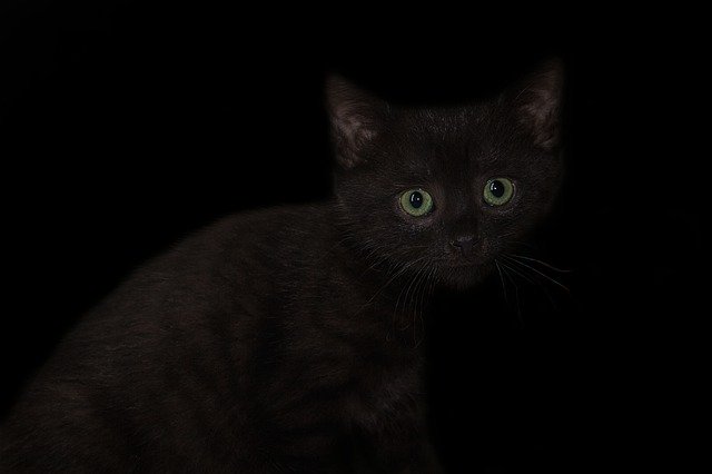 Free download Cat Small Kitten -  free photo or picture to be edited with GIMP online image editor