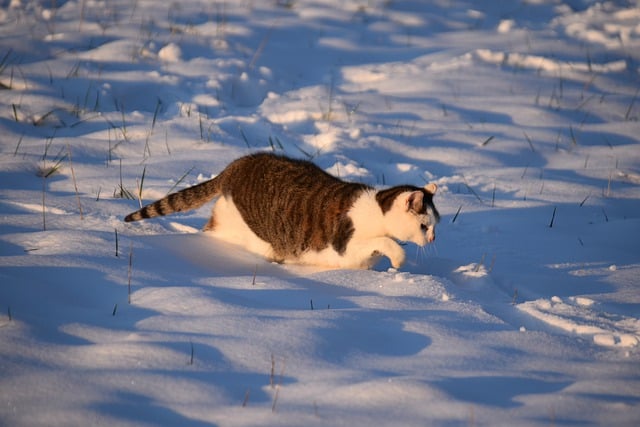 Free download cat snow alley cat european cat free picture to be edited with GIMP free online image editor