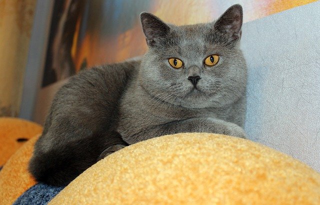 Descarga gratuita Cat Sofa Animal - foto o imagen gratuita para editar con el editor de imágenes en línea GIMP