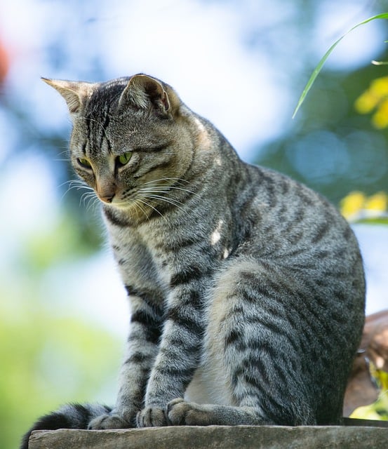 Ücretsiz indirilen kedi türü faunası kedi hayvanı ücretsiz resmi GIMP ücretsiz çevrimiçi resim düzenleyiciyle düzenlenebilir