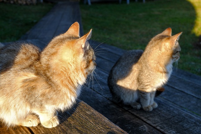 Free download cats pets animals domestic feline free picture to be edited with GIMP free online image editor