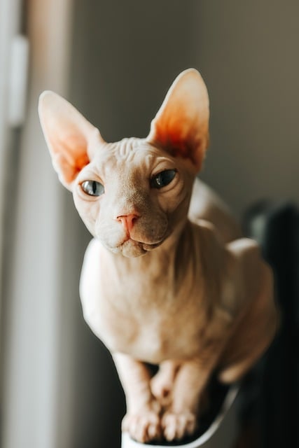 Free download cat sphynx hairless cat sphynx cat free picture to be edited with GIMP free online image editor