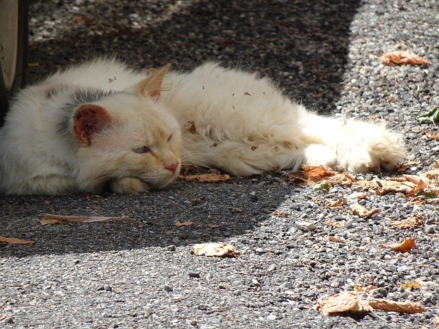 Gratis download Cat Languit Vermoeid - gratis foto of afbeelding om te bewerken met GIMP online afbeeldingseditor