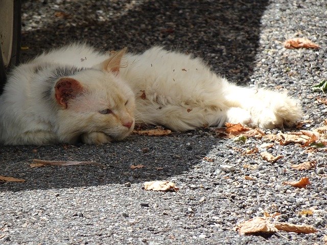 Descărcare gratuită Cat Sprawled Tired - fotografie sau imagini gratuite pentru a fi editate cu editorul de imagini online GIMP