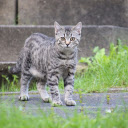 Cats roam  screen for extension Chrome web store in OffiDocs Chromium