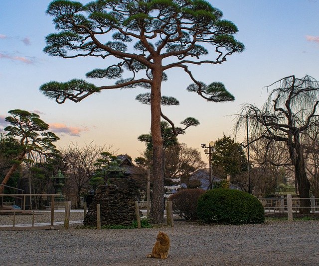 Free download Cats Temple Japanese -  free photo or picture to be edited with GIMP online image editor