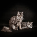 CATS Theme  screen for extension Chrome web store in OffiDocs Chromium