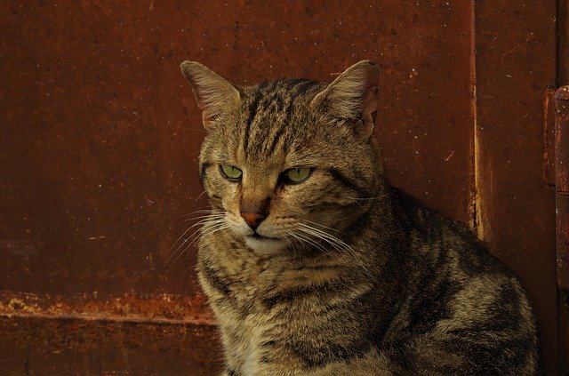Unduh gratis Cat Stray Calico - foto atau gambar gratis untuk diedit dengan editor gambar online GIMP