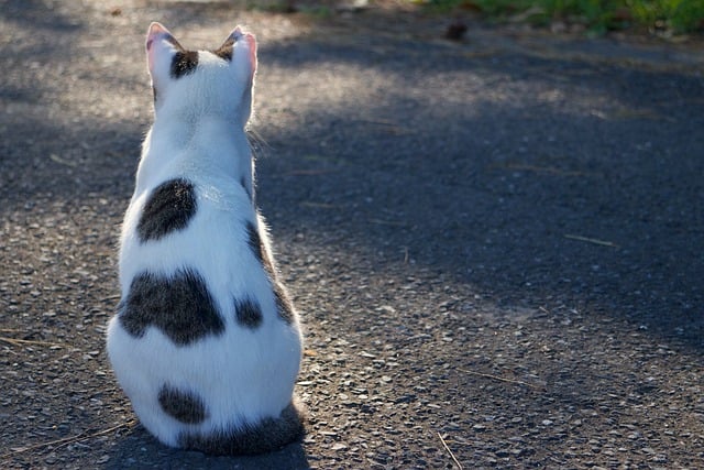 Free download cat stray cat feline furry free picture to be edited with GIMP free online image editor
