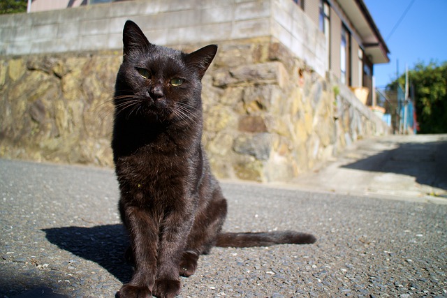 Free download cat stray cat feline whiskers free picture to be edited with GIMP free online image editor