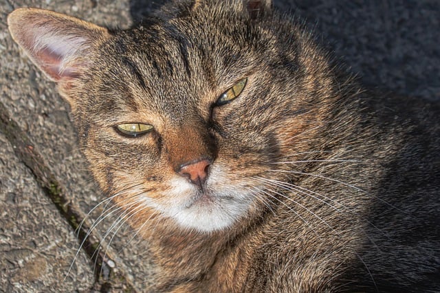 Kostenloser Download Katze streunende Katze Straßenkatze wilde Katze Kostenloses Bild, das mit dem kostenlosen Online-Bildeditor GIMP bearbeitet werden kann