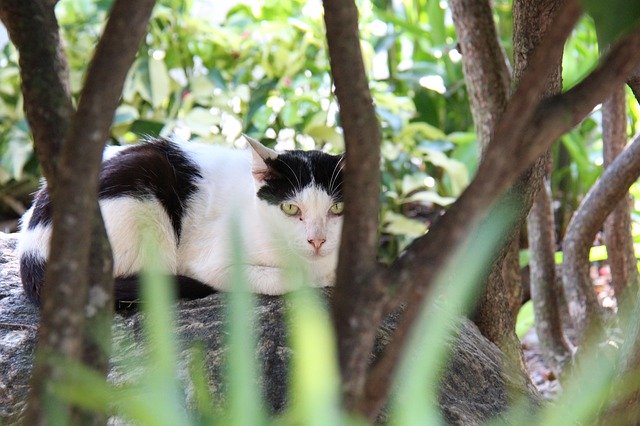 무료 다운로드 Cat Stray Cute - 무료 사진 또는 김프 온라인 이미지 편집기로 편집할 수 있는 사진