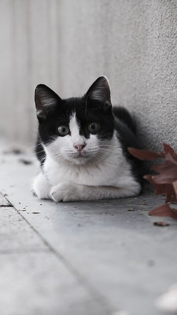 Free download cat stray feline animal mammal free picture to be edited with GIMP free online image editor