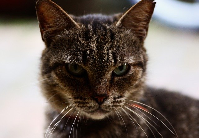 Download gratuito Cat Stray Pet - foto o immagine gratuita da modificare con l'editor di immagini online di GIMP