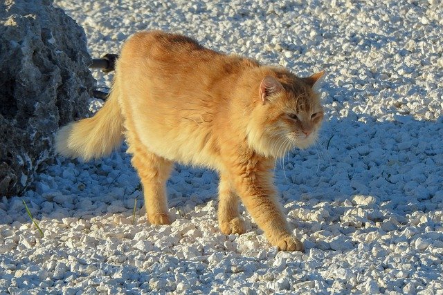 Free download cat stray walking outdoors animal free picture to be edited with GIMP free online image editor
