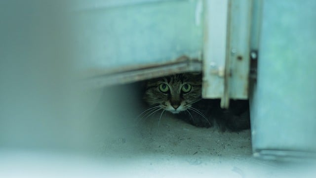 Free download cat stray whiskers animal mammal free picture to be edited with GIMP free online image editor