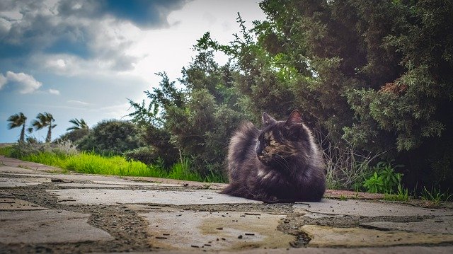 Kostenloser Download Cat Stray Young - kostenloses Foto oder Bild zur Bearbeitung mit GIMP Online-Bildbearbeitung