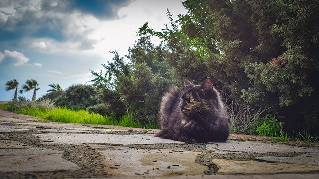 Gratis download Cat Stray Young - gratis foto of afbeelding om te bewerken met GIMP online afbeeldingseditor