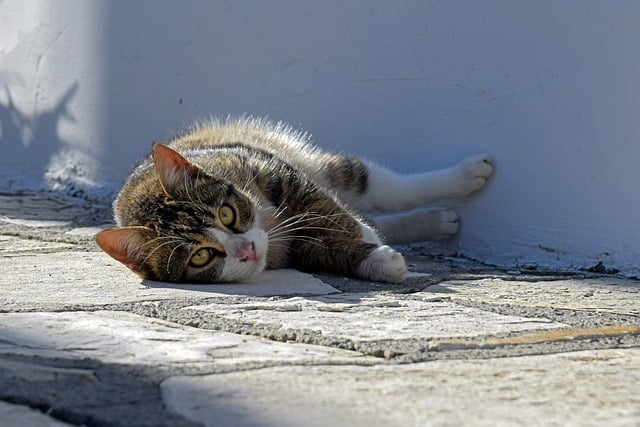 Free download cat street cat stray cat staring free picture to be edited with GIMP free online image editor