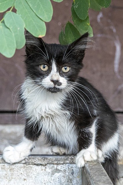 Muat turun percuma Cat Street Trash Bin - foto atau gambar percuma untuk diedit dengan editor imej dalam talian GIMP