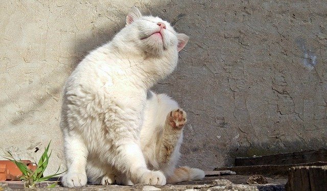 دانلود رایگان Cat Street White Animal - عکس یا تصویر رایگان قابل ویرایش با ویرایشگر تصویر آنلاین GIMP