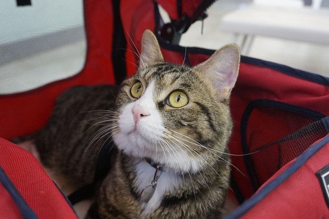 Descărcare gratuită Cat Stroller Cute - fotografie sau imagini gratuite pentru a fi editate cu editorul de imagini online GIMP