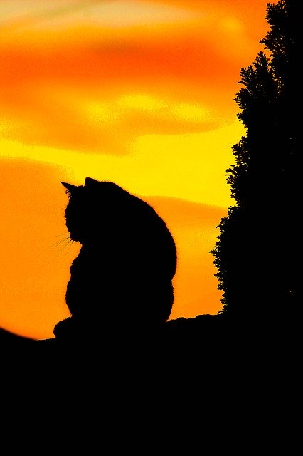 Free download Cat Sunset Black -  free illustration to be edited with GIMP free online image editor