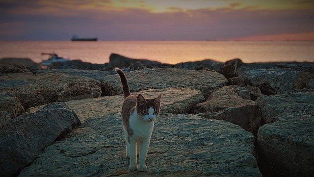 무료 다운로드 Cat Sunset Light - 무료 사진 또는 GIMP 온라인 이미지 편집기로 편집할 수 있는 사진