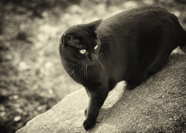 Téléchargement gratuit Cat Sw Animal World Black And - photo ou image gratuite à modifier avec l'éditeur d'images en ligne GIMP