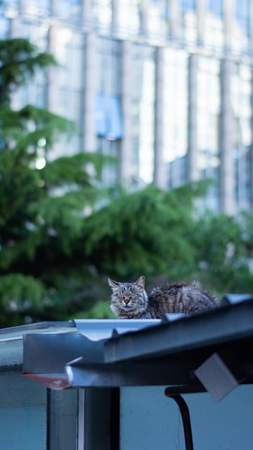 Free download cat tabby cat sleep urban rest free picture to be edited with GIMP free online image editor