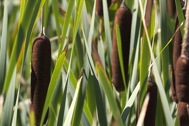 Free picture Cattail Cat Tail -  to be edited by GIMP free image editor by OffiDocs