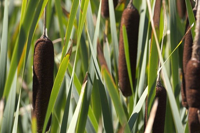 Free download Cattail Cat Tail -  free photo or picture to be edited with GIMP online image editor