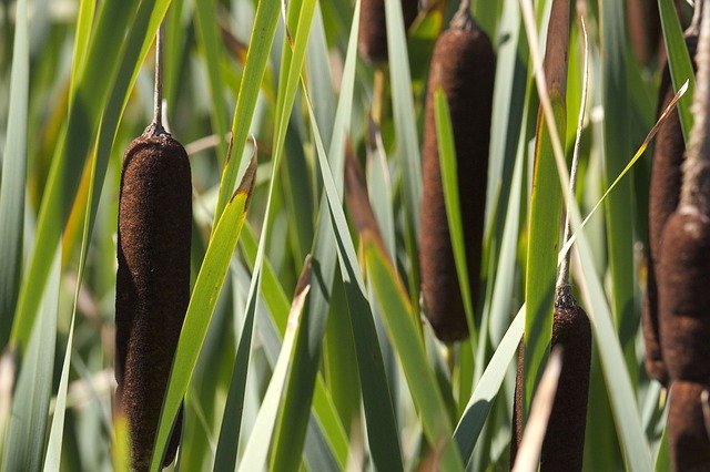 Téléchargement gratuit Cattail Cat Tail - photo ou image gratuite à modifier avec l'éditeur d'images en ligne GIMP